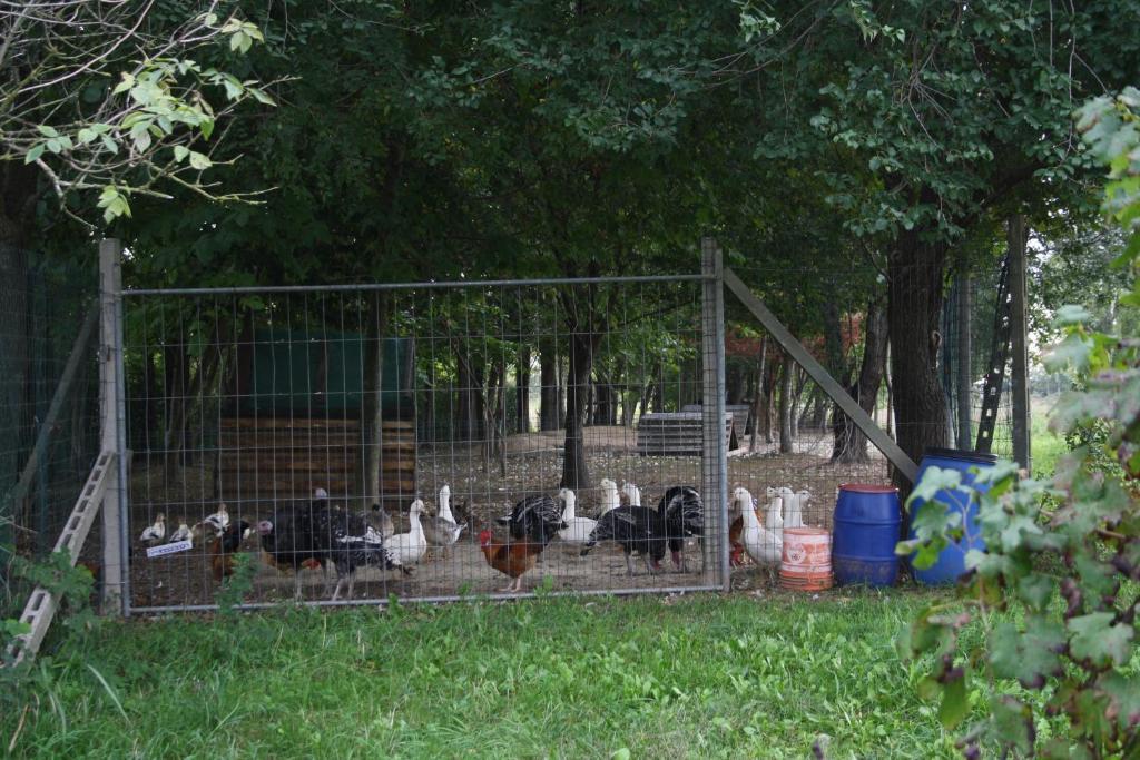 I Guardiani Bed and Breakfast Carlino Εξωτερικό φωτογραφία